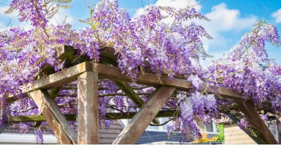 timber pergola Adelaide